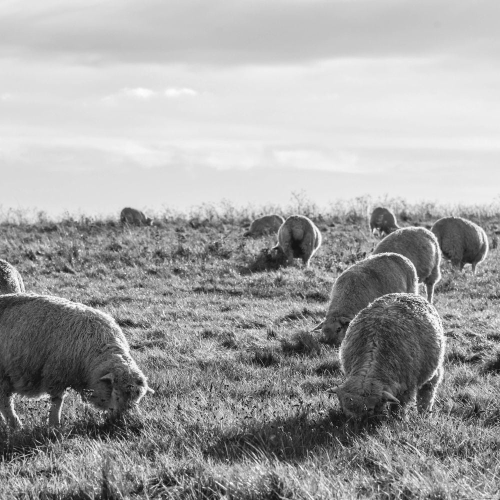 Where does shearling come from? The farming reality behind a luxury material